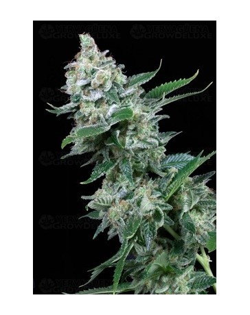 White Widow Atomik Seeds