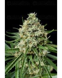 Critical + 2.0 Dinafem