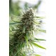 Critical Mass CBD Dinafem