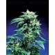 Northern Lights Sensi Seeds