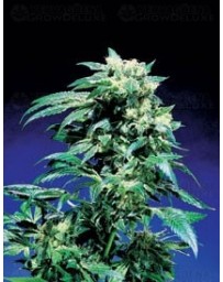 Northern Lights Sensi Seeds