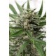 Blue Amnesia XXL Dinafem autofloreciente