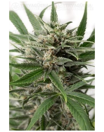 Blue Amnesia XXL Dinafem autofloreciente