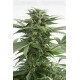 Haze XXL Dinafem autofloreciente