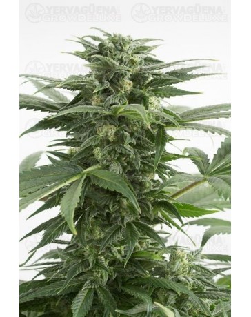 Haze XXL Dinafem autofloreciente