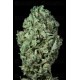 Sour Diesel Dinafem autofloreciente