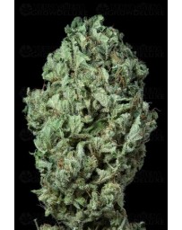 Sour Diesel Dinafem autofloreciente