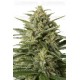 White Widow XXL Dinafem autofloreciente