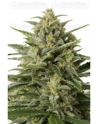 White Widow XXL Dinafem autofloreciente