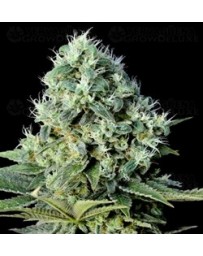 Santa Bilbo Genehtik