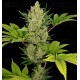 Blue Cheese Auto Barney's Farm autofloreciente