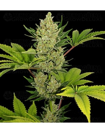 Blue Cheese Auto Barney's Farm autofloreciente