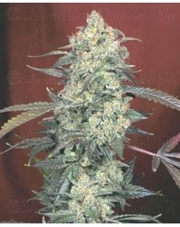 AK-47 Serious Seeds regular