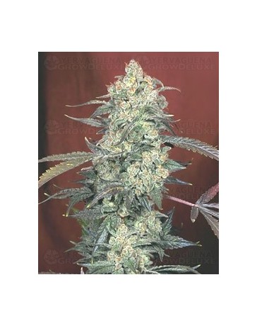 AK-47 Serious Seeds regular