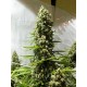 White Russian Serious Seeds