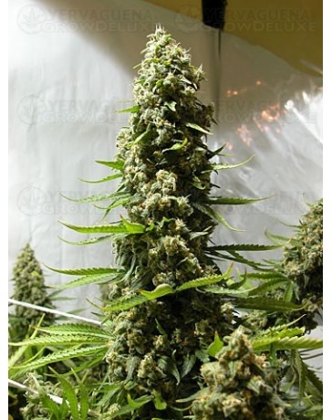 White Russian Serious Seeds