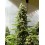 White Russian Serious Seeds
