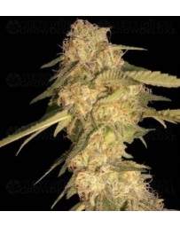 ReCon DNA Genetics regular