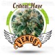 Critical Haze Venus Genetics