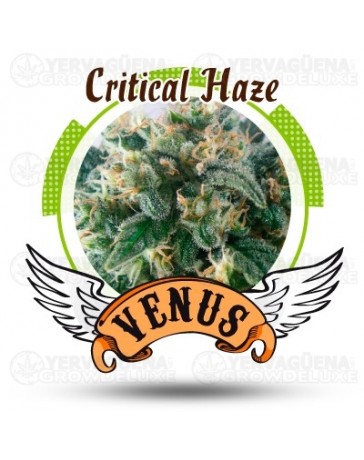 Critical Haze Venus Genetics
