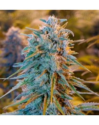 Blue Dream Humboldt Seeds