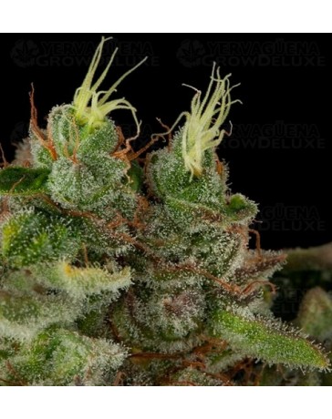 Bubba Kush Humboldt Seeds