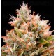 Chemdawg Humboldt Seeds