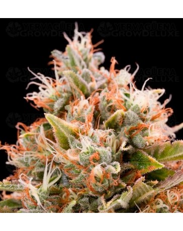 Chemdawg Humboldt Seeds