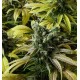 Desert Diesel Humboldt Seeds