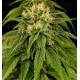 Lemon Juice Express Humboldt Seeds autofloreciente