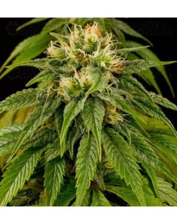 Lemon Juice Express Humboldt Seeds autofloreciente