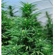 Green Crack Humboldt Seeds