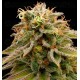 Lemon Thai Kush Humboldt Seeds