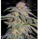 Lost Coast Hashplant Humboldt Seeds