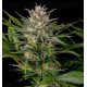 Pineapple Skunk Humboldt Seeds