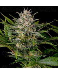 Pineapple Skunk Humboldt Seeds