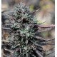 Purple Trainwreck Humboldt Seeds