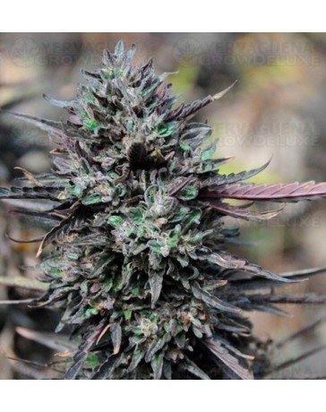 Purple Trainwreck Humboldt Seeds