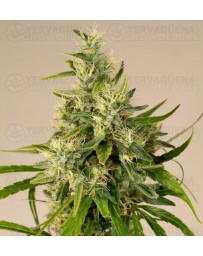 Trainwreck Humboldt Seeds