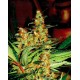 Amajikoym Super Strains Seeds