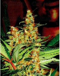 Amajikoym Super Strains Seeds