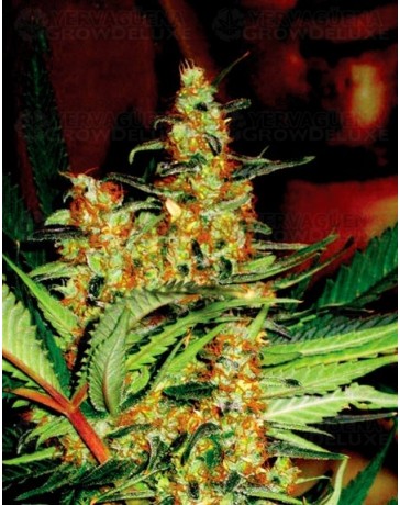 Amajikoym Super Strains Seeds