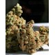 Amnesia Super Strains Seeds