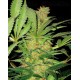 El Cucaracha Super Strains Seeds