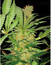 El Cucaracha Super Strains Seeds