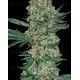 Enemy Of The State Super Strains Seeds