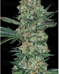 Enemy Of The State Super Strains Seeds