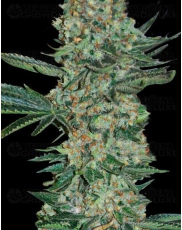 Enemy Of The State Super Strains Seeds