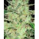 Next of Kin Super Strains Seeds