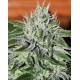 Critical Jack Herer Delicious